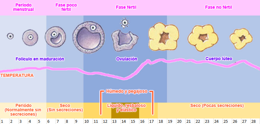 Fertile days chart